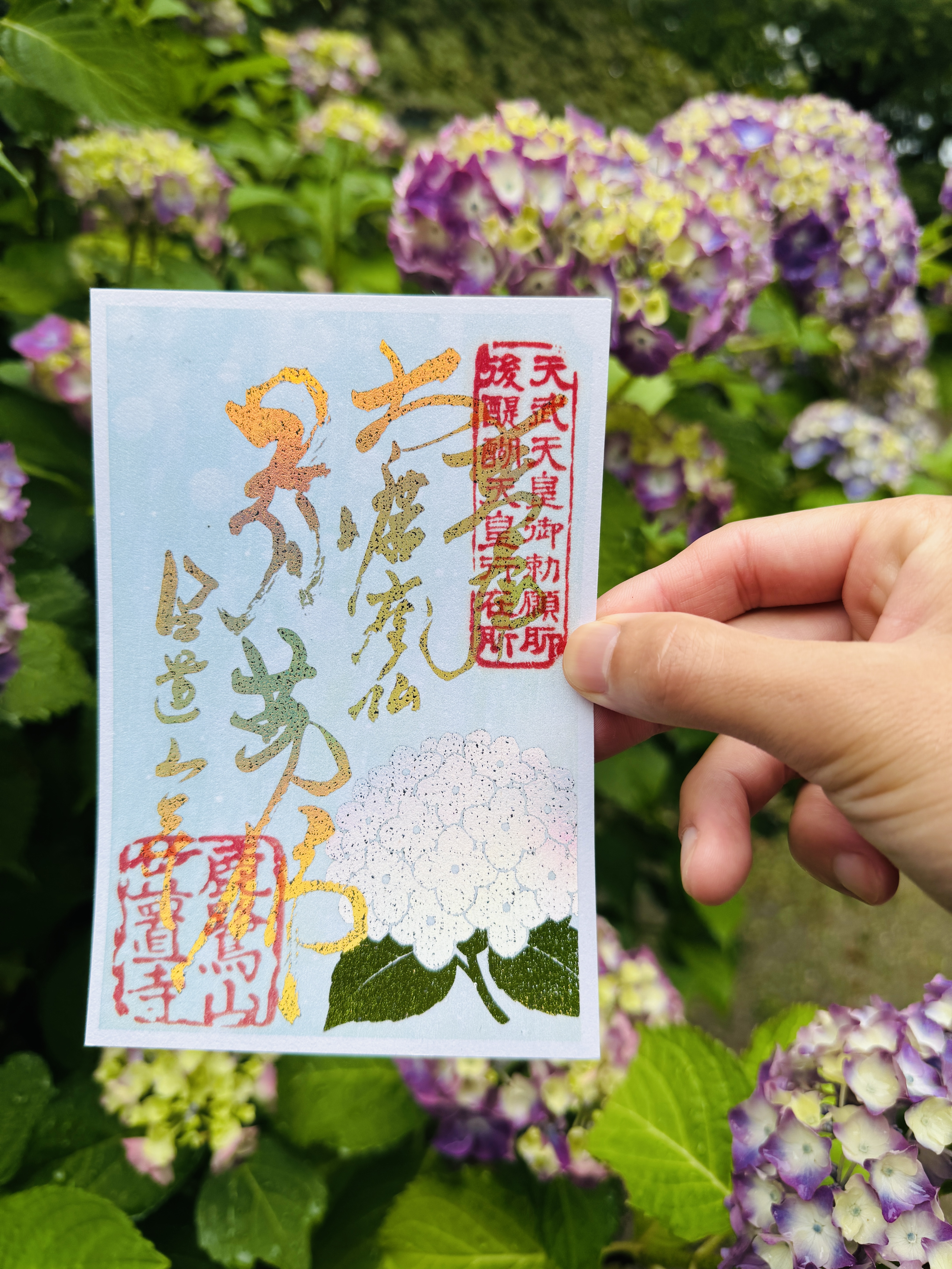 ６月の特別御朱印のお知らせ（あじさい御朱印）